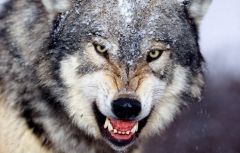 Выплаты за добычу волков в Поморье будут продолжены