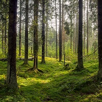 Как работает закон о лесной амнистии 