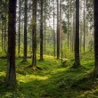 Как работает закон о лесной амнистии 